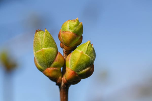 leaf buds