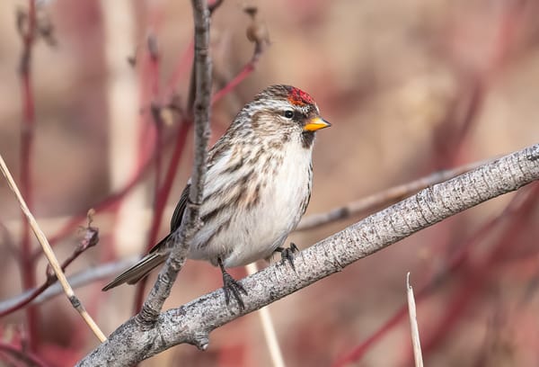 common redpoll