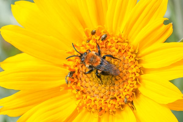 bee in flower