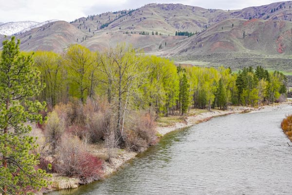 cottonwoods