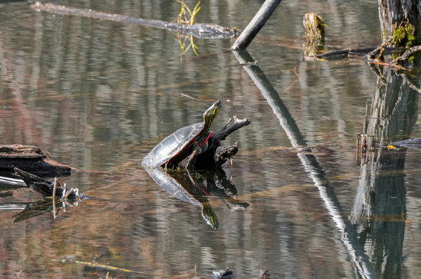 red-eared slider