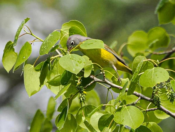 nashville warbler