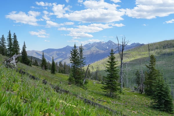 mountain meadow  