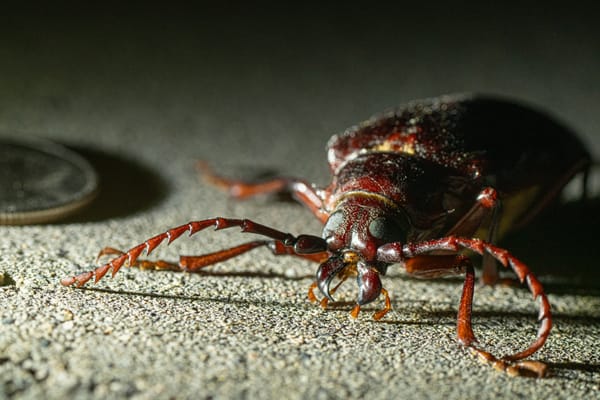 California prionus
