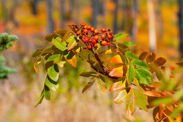 fall colors