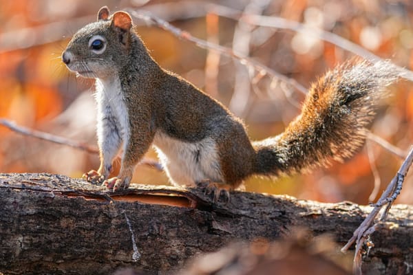 red squirrel