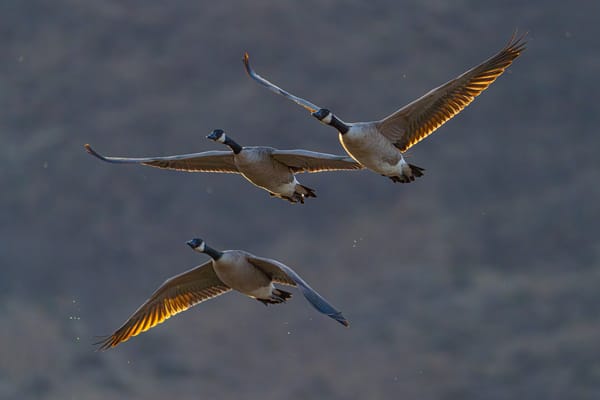 Canada geese