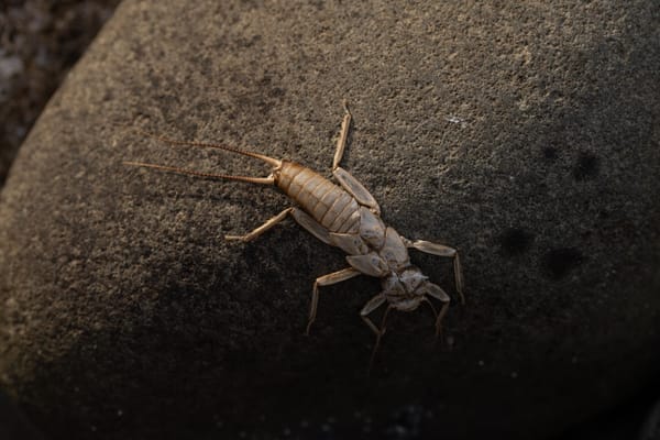 stonefly larvae