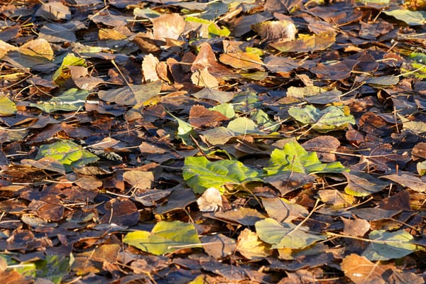 fallen leaves