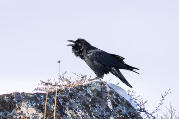 common raven