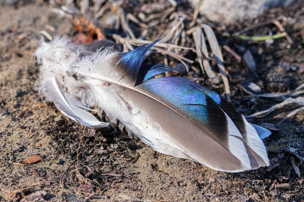 mallard feather